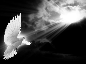 sun, clouds, pigeon, rays, White