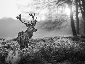 deer, west, sun, antlers