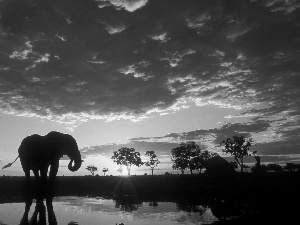 Elephant, clouds, sun, water