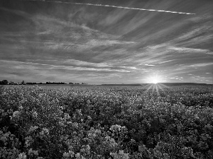 Field, west, sun, rape