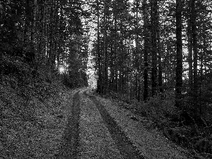 forest, Przebijające, sun, Path