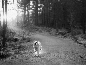 sun, forest, running, dog, Way