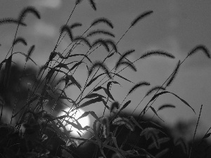 grass, west, sun, clouds