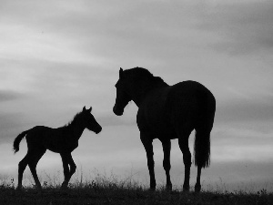 Horse, west, sun, Colt