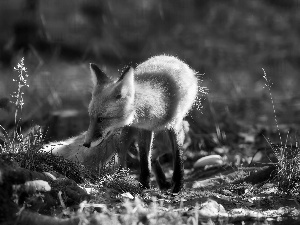 ligh, sun, blur, flash, shadow, Fox, forest, luminosity