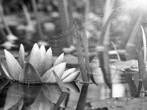 Lily, rays, sun, water