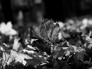 ligh, Leaf, flash, forest, Autumn, sun, luminosity