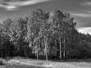 sun, Birch Wood, luminosity, shadow, flash, ligh