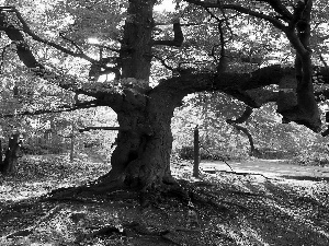 ligh, Park, flash, Przebijające, autumn, sun, luminosity