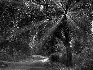 ligh, autumn, flash, Przebijające, forest, sun, luminosity