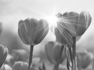 ligh, Tulips, flash, Przebijające, Red, sun, luminosity