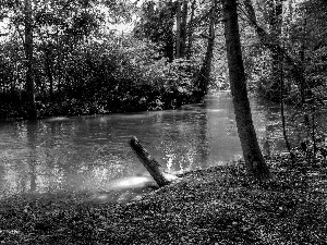 ligh, forest, flash, Przebijające, River, sun, luminosity