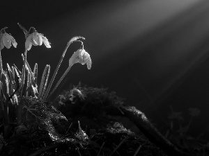 ligh, dew, flash, Przebijające, snowdrops, sun, luminosity