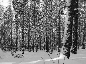 ligh, forest, flash, Przebijające, winter, sun, luminosity