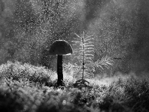 ligh, forest, flash, Rain, Mushrooms, sun, luminosity