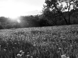 Meadow, grass, sun, Flowers