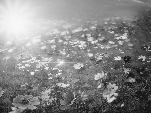 Meadow, rays, sun, Flowers