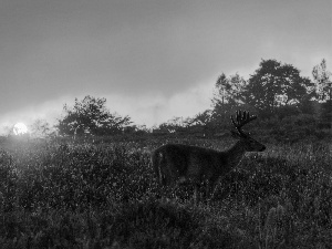 Meadow, west, sun, deer