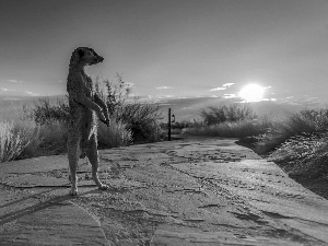 Meerkat, Path, sun, stone