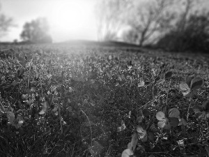 sun, Meadow, pansies