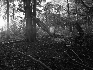 ligh, branch pics, flash, Przebijające, forest, sun, luminosity