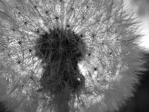 puffball, Przebijające, sun, dandelion