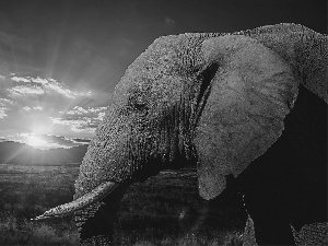 sun, Elephant, rays