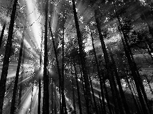 sun, forest, rays