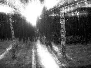 sun, forest, rays