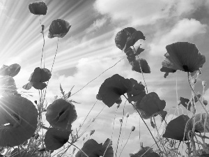 Red, rays, sun, papavers