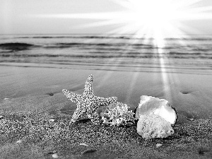 sea, rays, sun, Shells