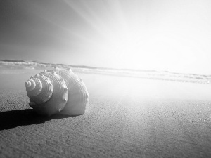 shell, west, sun, Beaches