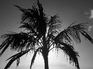sun, Palm, Sky
