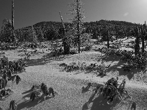 sun, snow, woods, east, Mountains