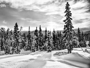 sun, Spruces, snow, forest, winter