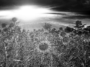 Nice sunflowers, west, sun