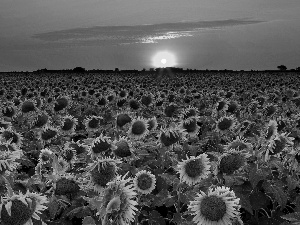 Nice sunflowers, west, sun