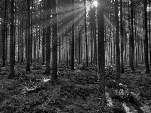 forest, rays, sun, The clear