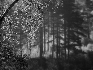 ligh, trees, flash, birch-tree, forest, sun, luminosity