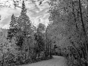 trees, autumn, birch, sun, viewes, Way