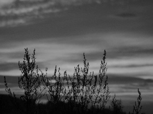 sun, Bush, west