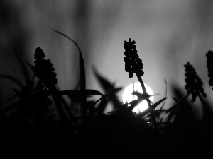 sun, Muscari, west