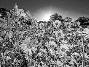 White, rays, sun, Flowers