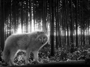 sun, Wolf, forest, rays, winter