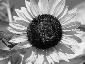 sunflower, bee, an