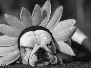 Sunflower, dog, Band