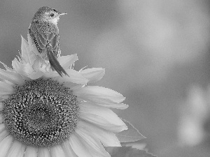 birdies, Sunflower