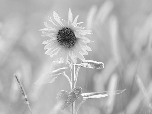 blur, Colourfull Flowers, Sunflower