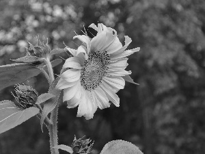 Buds, Colourfull Flowers, Sunflower