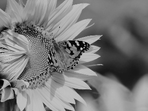 butterfly, Sunflower